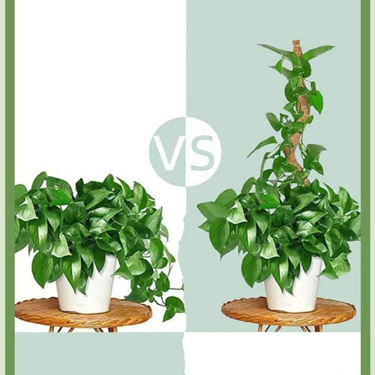 Outzen moss pole installed in pot supports a tall Monstera.