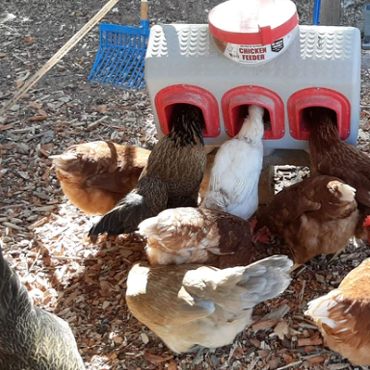 OverEZ Chicken Feeder no-waste design keeps feed safe from spills.