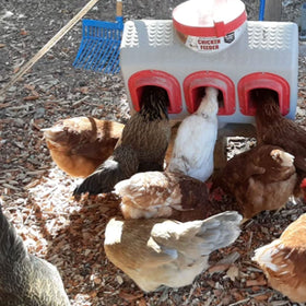 OverEZ Chicken Feeder no-waste design keeps feed safe from spills.