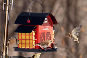 OVIBIRD 5lbs seed capacity feeder keeps seeds stocked during busy birdwatching days.