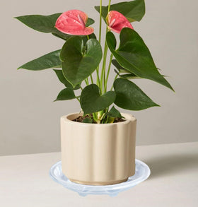 OVZILKI saucer easy to move with pots when rearranging