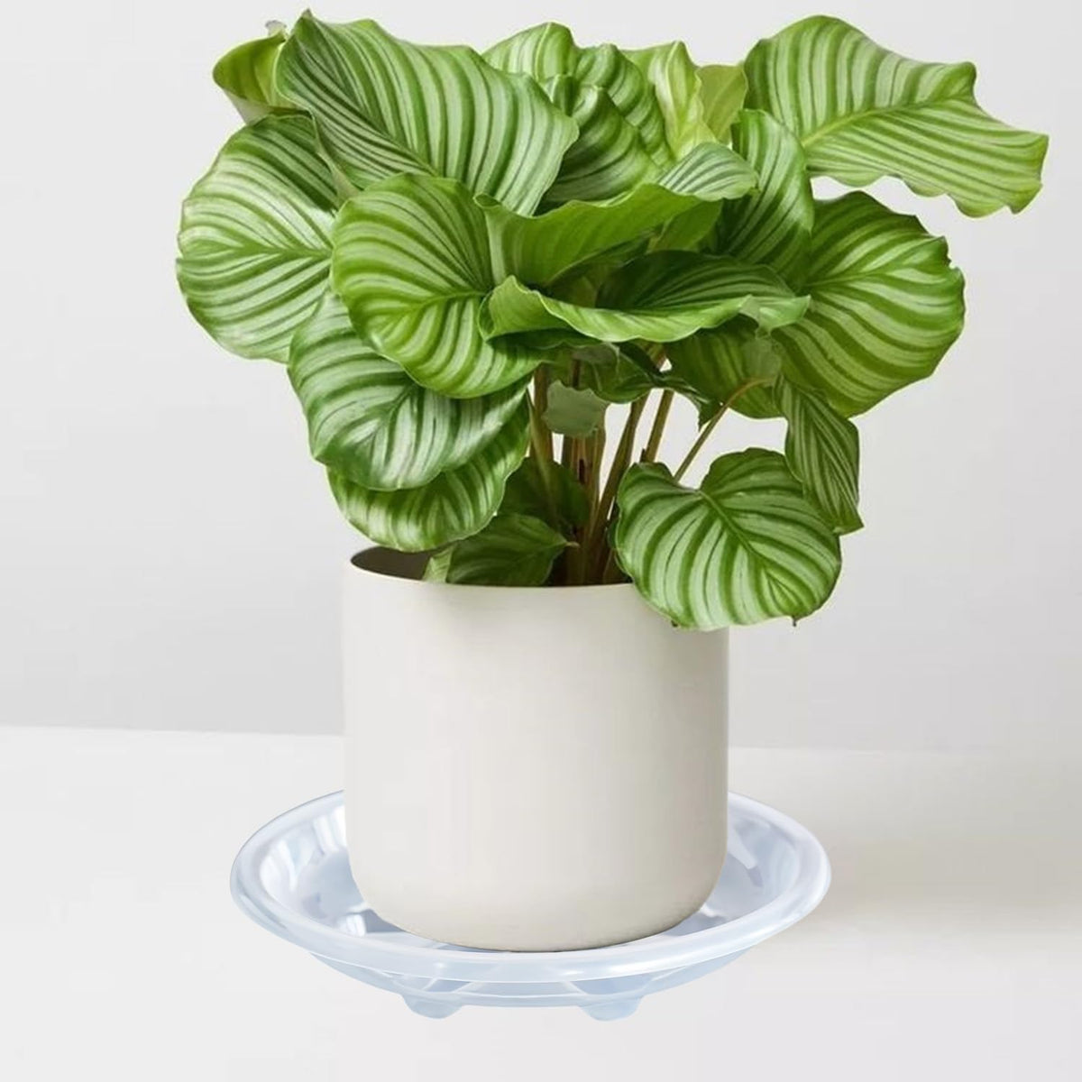 Clear OVZILKI water tray design catches excess water and soil