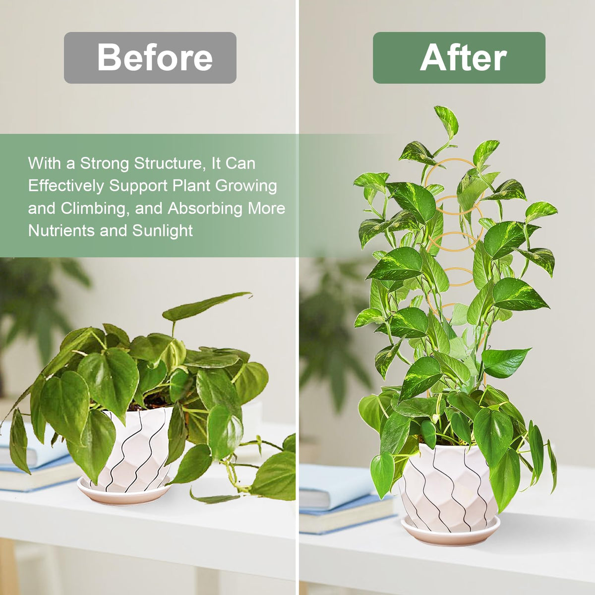 OYOEETD indoor plant stakes offer sturdy vertical growth and stability.