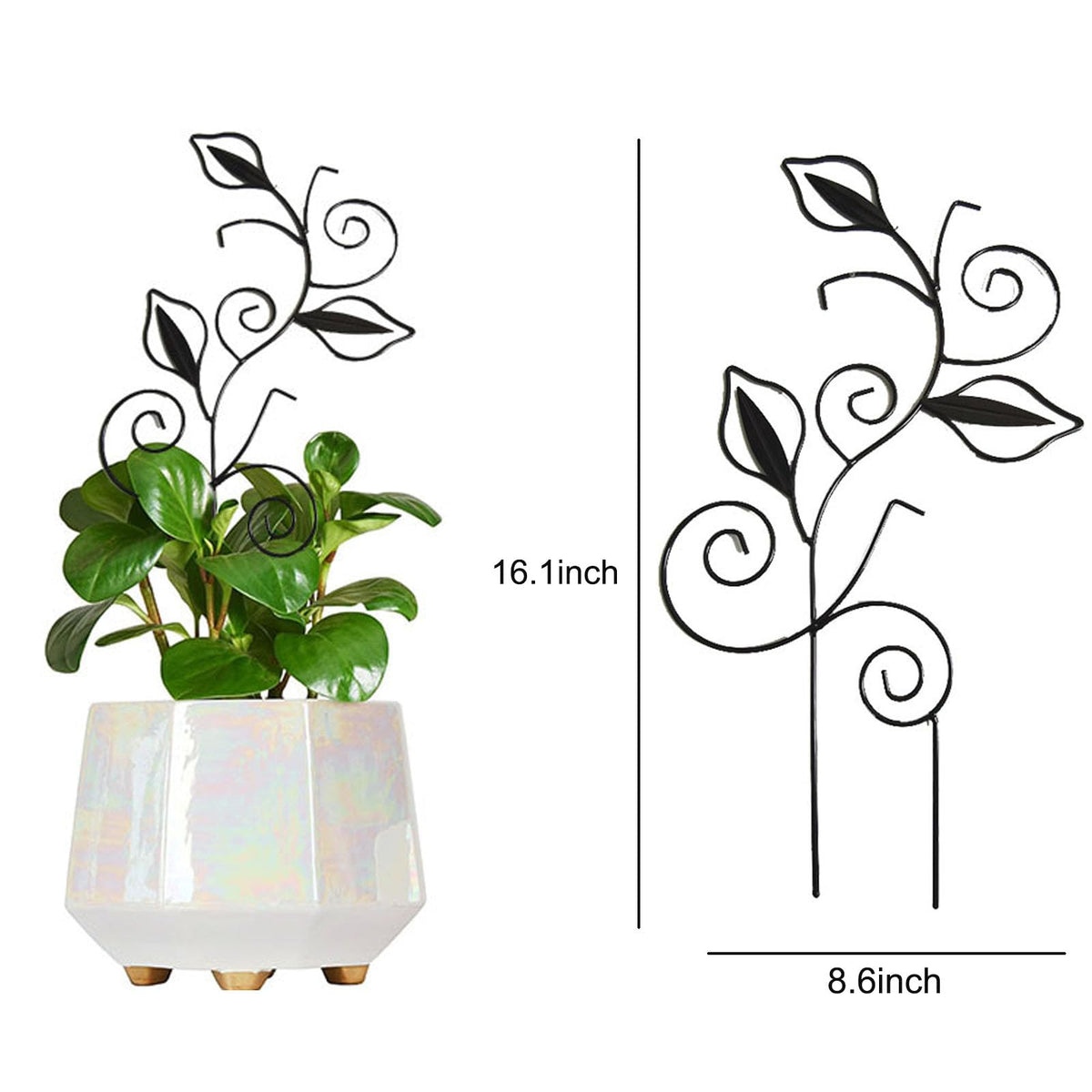 Paalee leaf-shaped trellis in pot, ideal for guiding pothos and ivy upward.