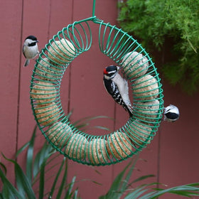Pacific Bird Smorgasbug Suet Balls in feeder attract woodpeckers and finches with rich protein.