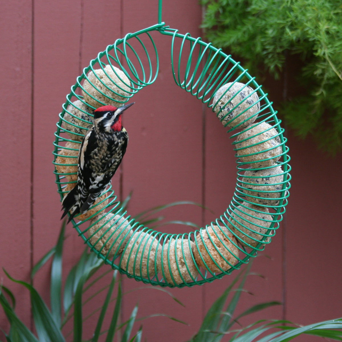 Pacific Bird suet ball USA-made packaging protects from crumbling.