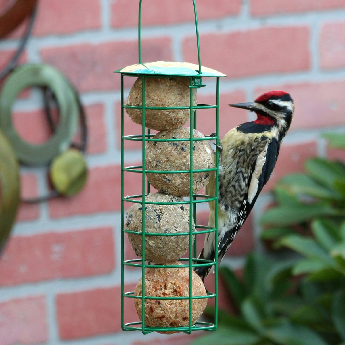 No-melt formula suet ball shown by Pacific Bird for cleaner feeders.