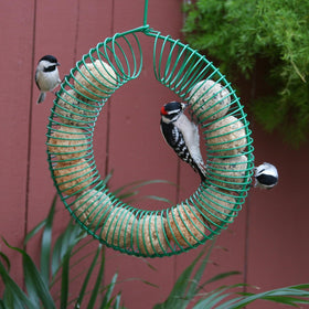 Closeup of Pacific Bird suet ball with whole insects and peppers for birds.