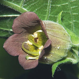 Palm Beach Medicinal Herbs belladonna seeds offer gothic garden gifts.
