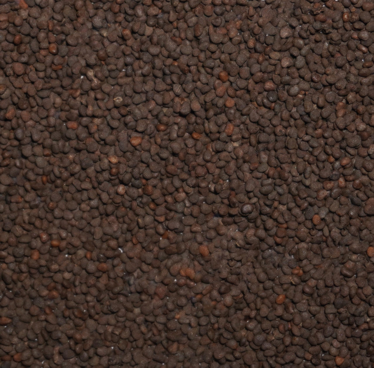 Palm Beach Medicinal Herbs belladonna seeds with growing instructions help germination.