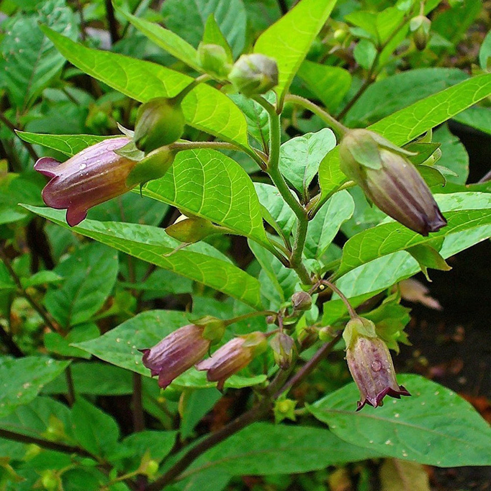 Palm Beach Medicinal Herbs belladonna seed packet for heritage garden enthusiasts.