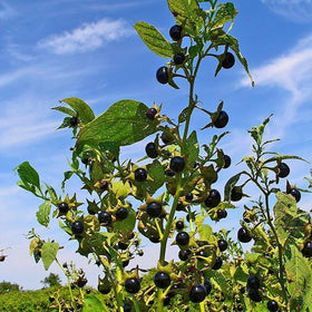 Palm Beach Medicinal Herbs belladonna seeds in a shaded garden setting inspire a mysterious centerpiece.