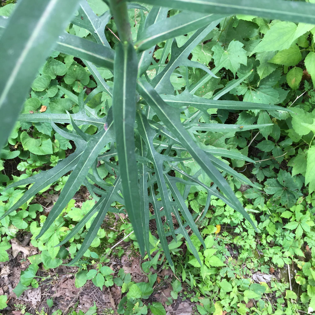 Palm Beach Medicinal Herbs Lactuca virosa seed packet aids home herb cultivation