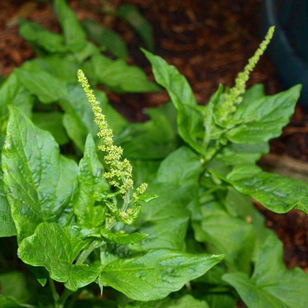 Palm Beach Medicinal Herbs Good King Henry garden bed planting for long-term yields.