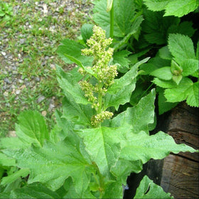 Palm Beach Medicinal Herbs Good King Henry leaves and shoots for versatile cooking.