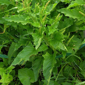 Palm Beach Medicinal Herbs Good King Henry seeds front label for heritage planting.