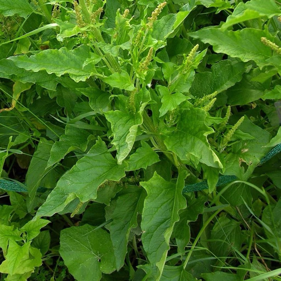 Palm Beach Medicinal Herbs Good King Henry seeds front label for heritage planting.