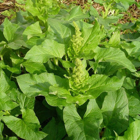 Palm Beach Medicinal Herbs seeds in hand for home garden harvests.