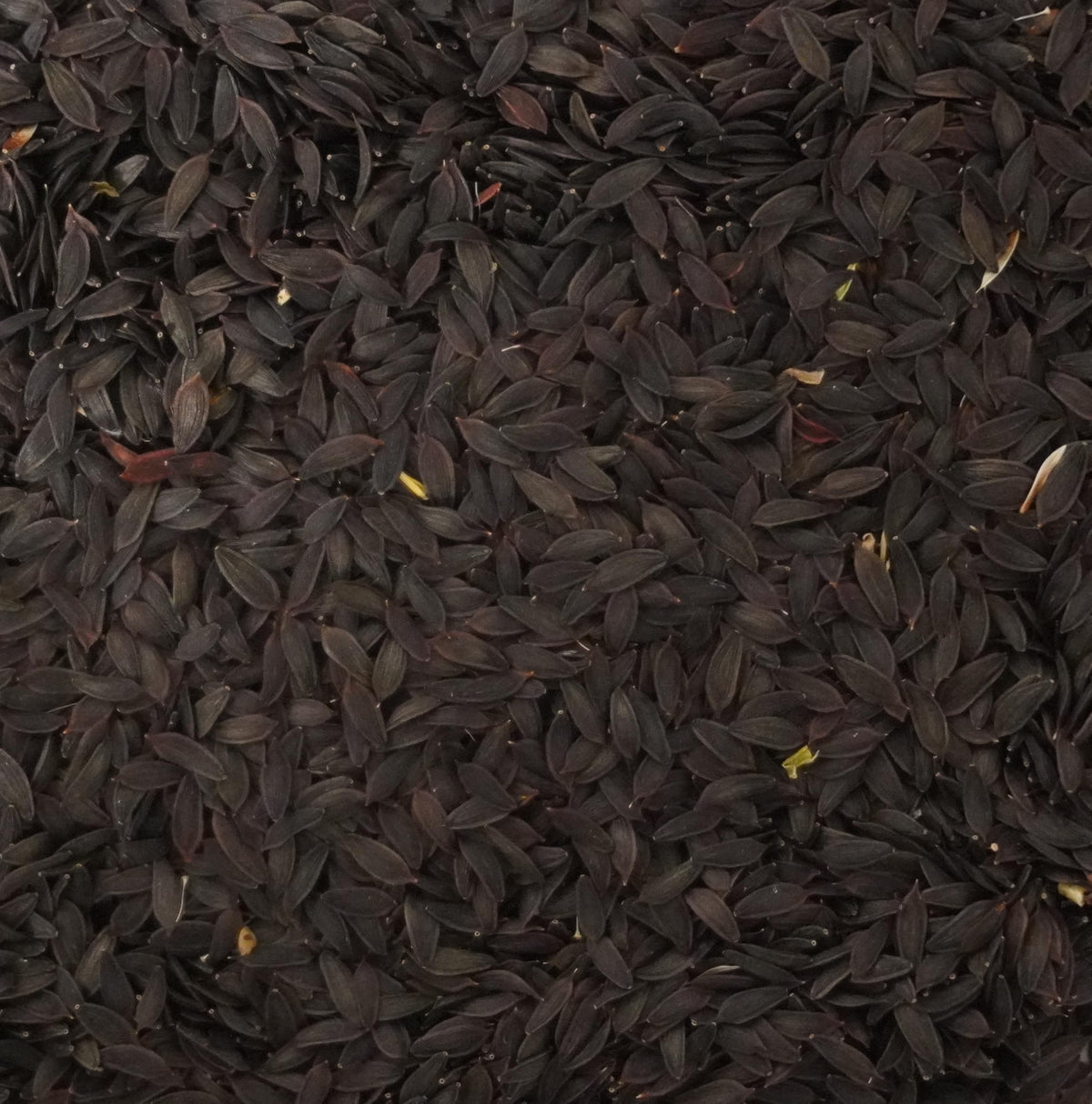Palm Beach Medicinal Herbs Lactuca virosa seeds in envelope support germination