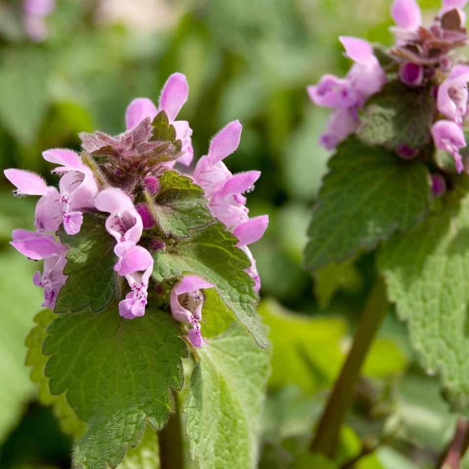 Palm Beach Medicinal Herbs Purple Dead Nettle seeds for shade gardens, ideal ground cover and pollinator support