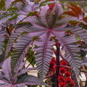 Palm Beach Medicinal Herbs Red Giant Castor Bean seeds showcase dramatic tropical foliage for bold garden focal points.