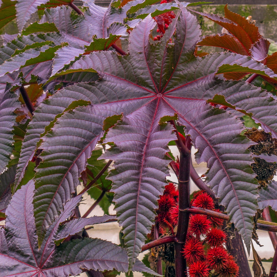Palm Beach Medicinal Herbs Red Giant Castor Bean seeds showcase dramatic tropical foliage for bold garden focal points.