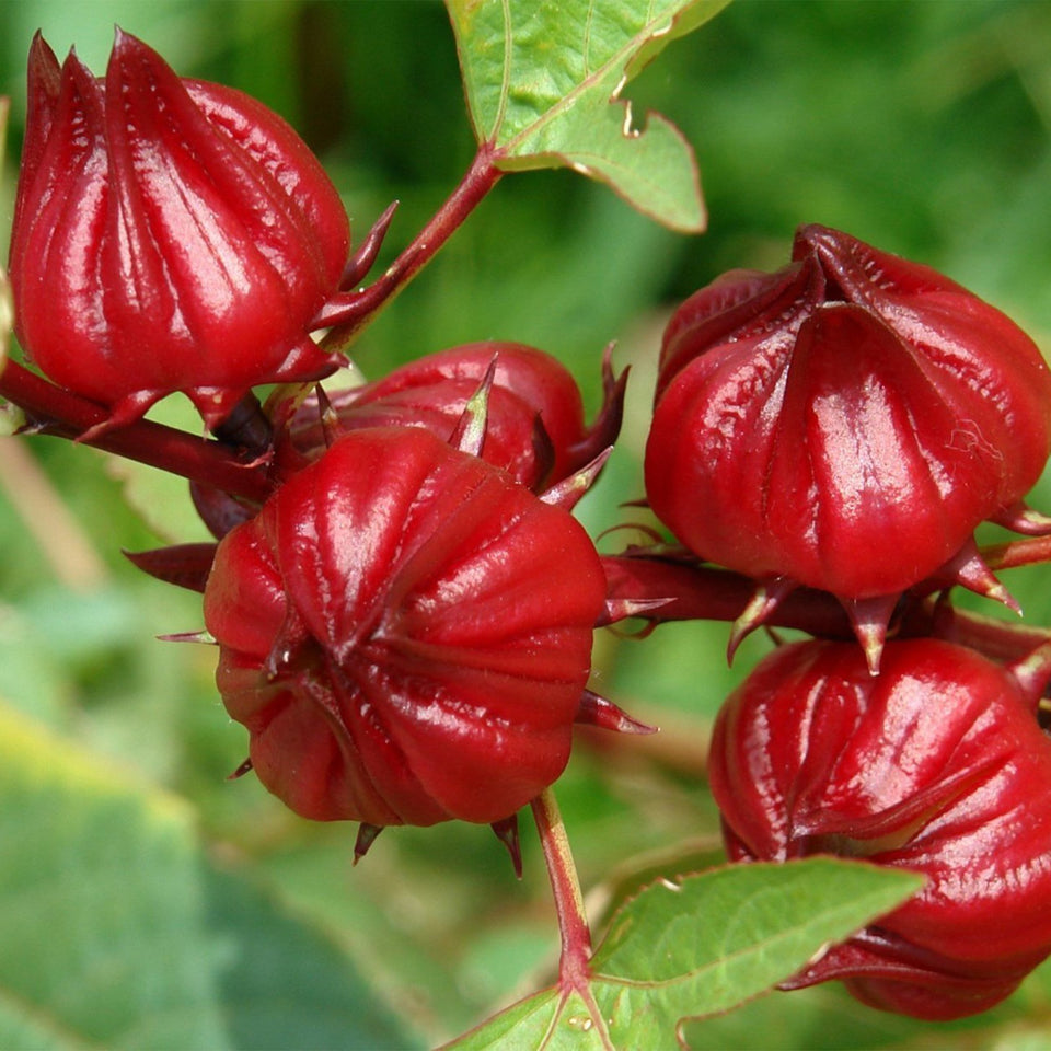 Palm Beach Medicinal Herbs Red Roselle seeds packaging supports easy home gardening.
