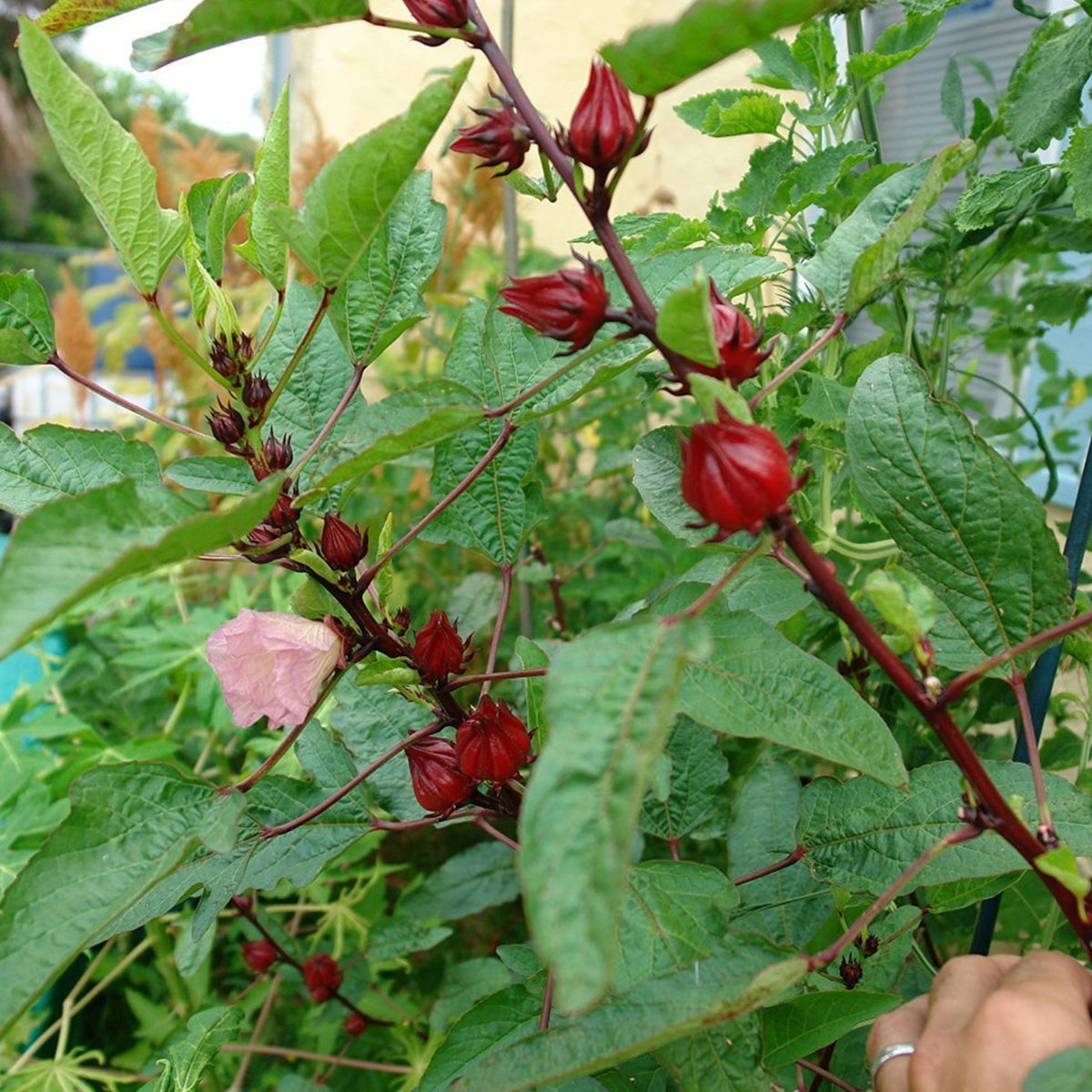 Palm Beach Medicinal Herbs Roselle plant in full sun enhances warm-climate garden.