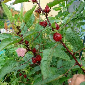 Palm Beach Medicinal Herbs Roselle plant in full sun enhances warm-climate garden.