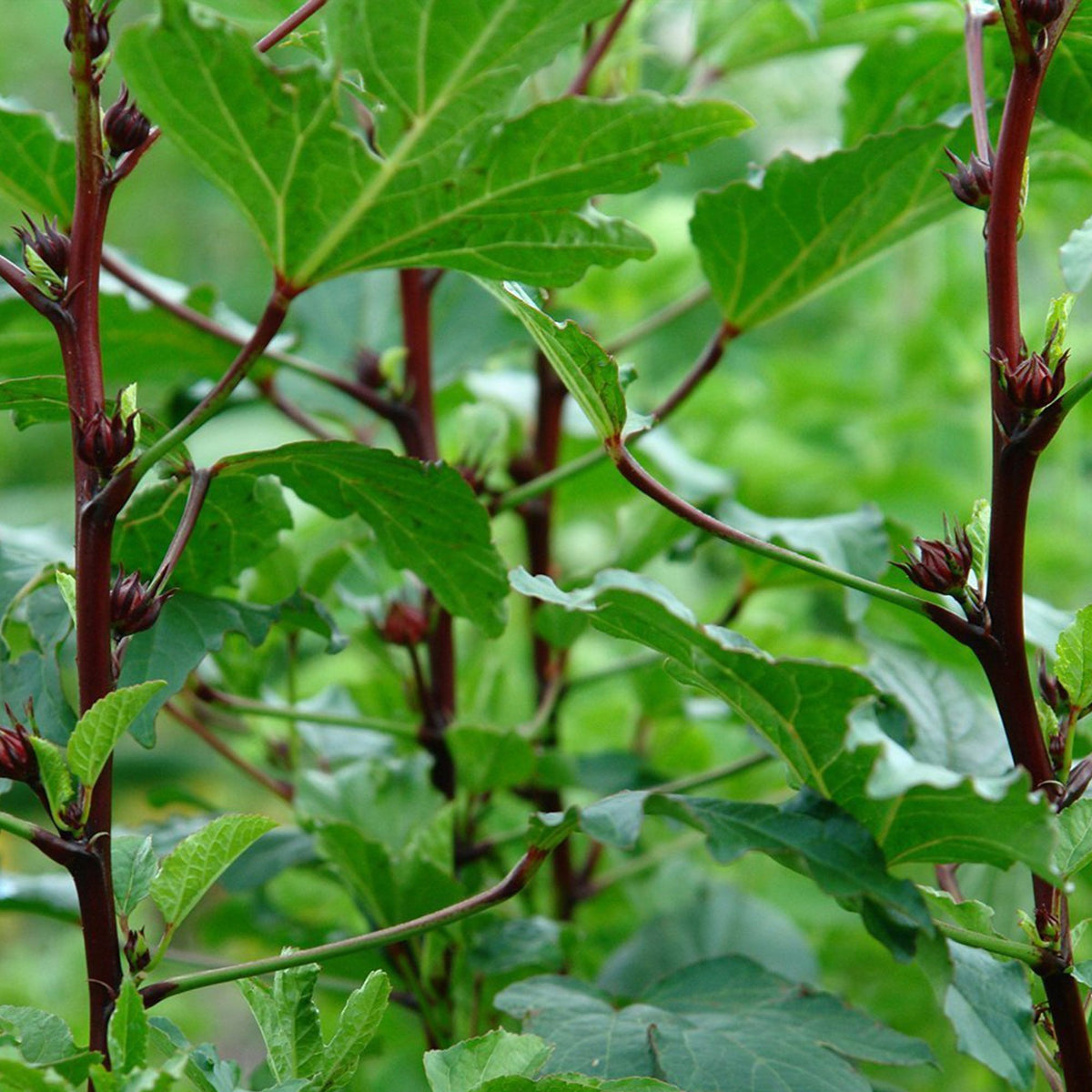 Palm Beach Medicinal Herbs Gift seeds for tea lovers and culinary gardeners.