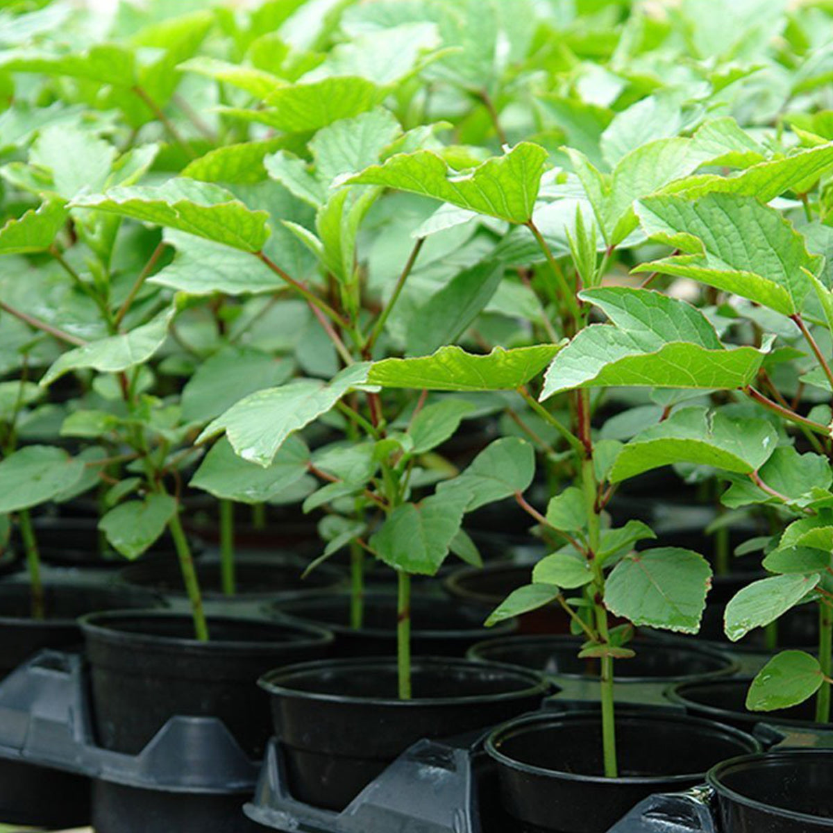 Palm Beach Medicinal Herbs Harvested roselle calyces ideal for tea.
