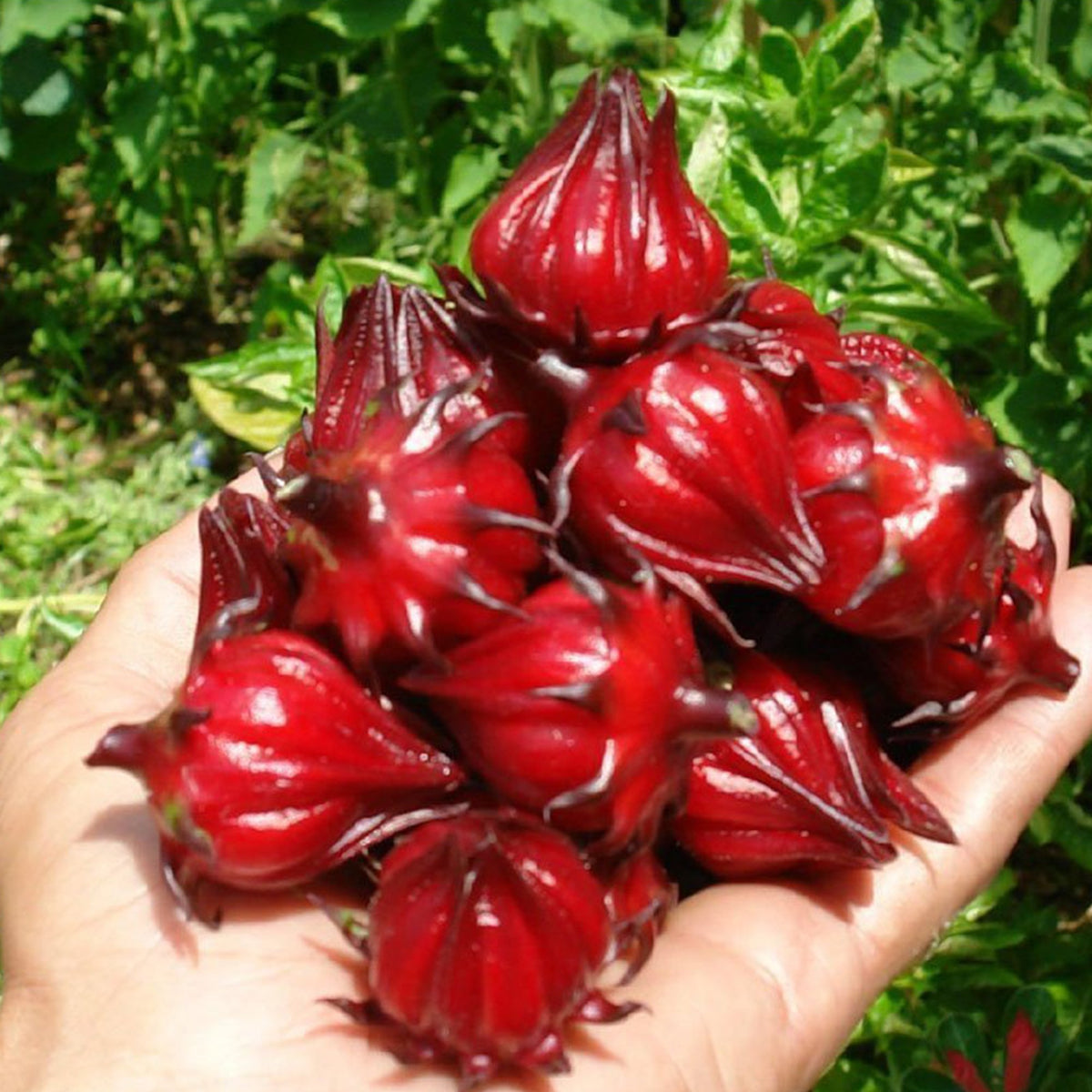 Palm Beach Medicinal Herbs Red Roselle calyces bloom adds vibrant color.