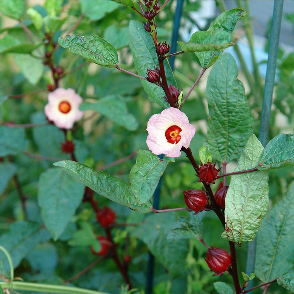 Palm Beach Medicinal Herbs Roselle seed germination instructions guide confident planting.
