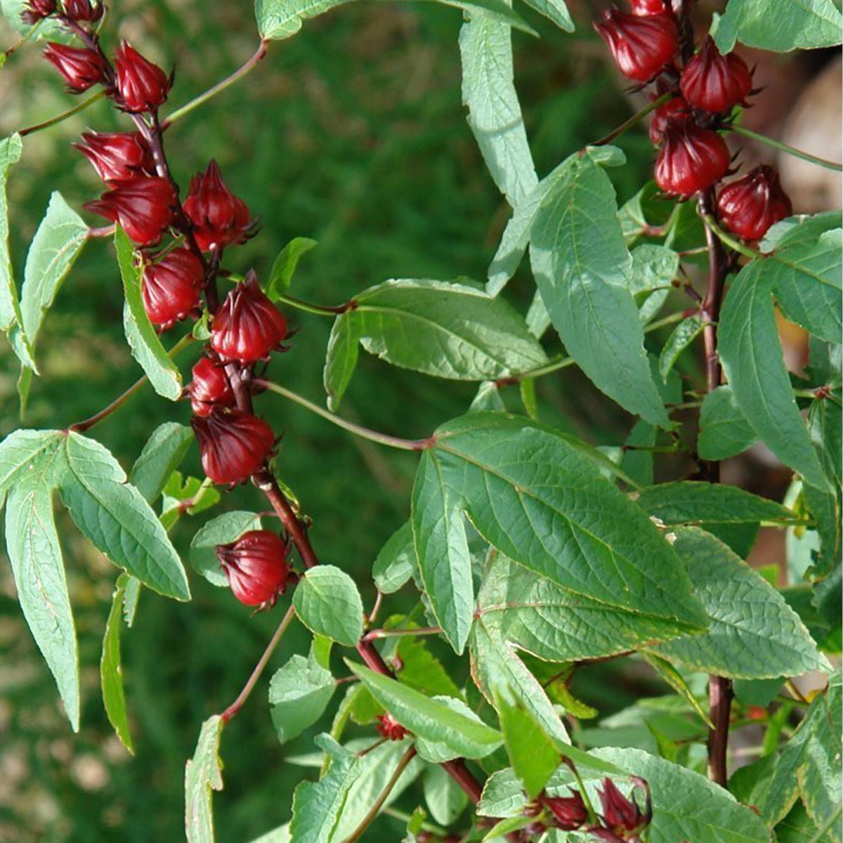 Palm Beach Medicinal Herbs Roselle seedling image features a healthy young plant.