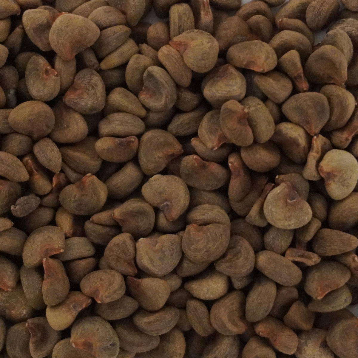 Palm Beach Medicinal Herbs Roselle seeds closeup shows viable seeds ready to germinate.
