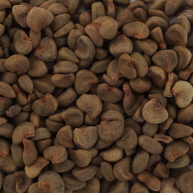 Palm Beach Medicinal Herbs Roselle seeds closeup shows viable seeds ready to germinate.
