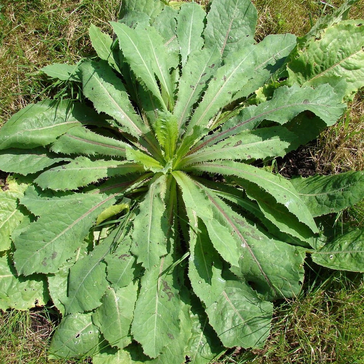 Palm Beach Medicinal Herbs wild lettuce seeds packet on display emphasizes heritage