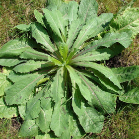 Palm Beach Medicinal Herbs wild lettuce seeds packet on display emphasizes heritage