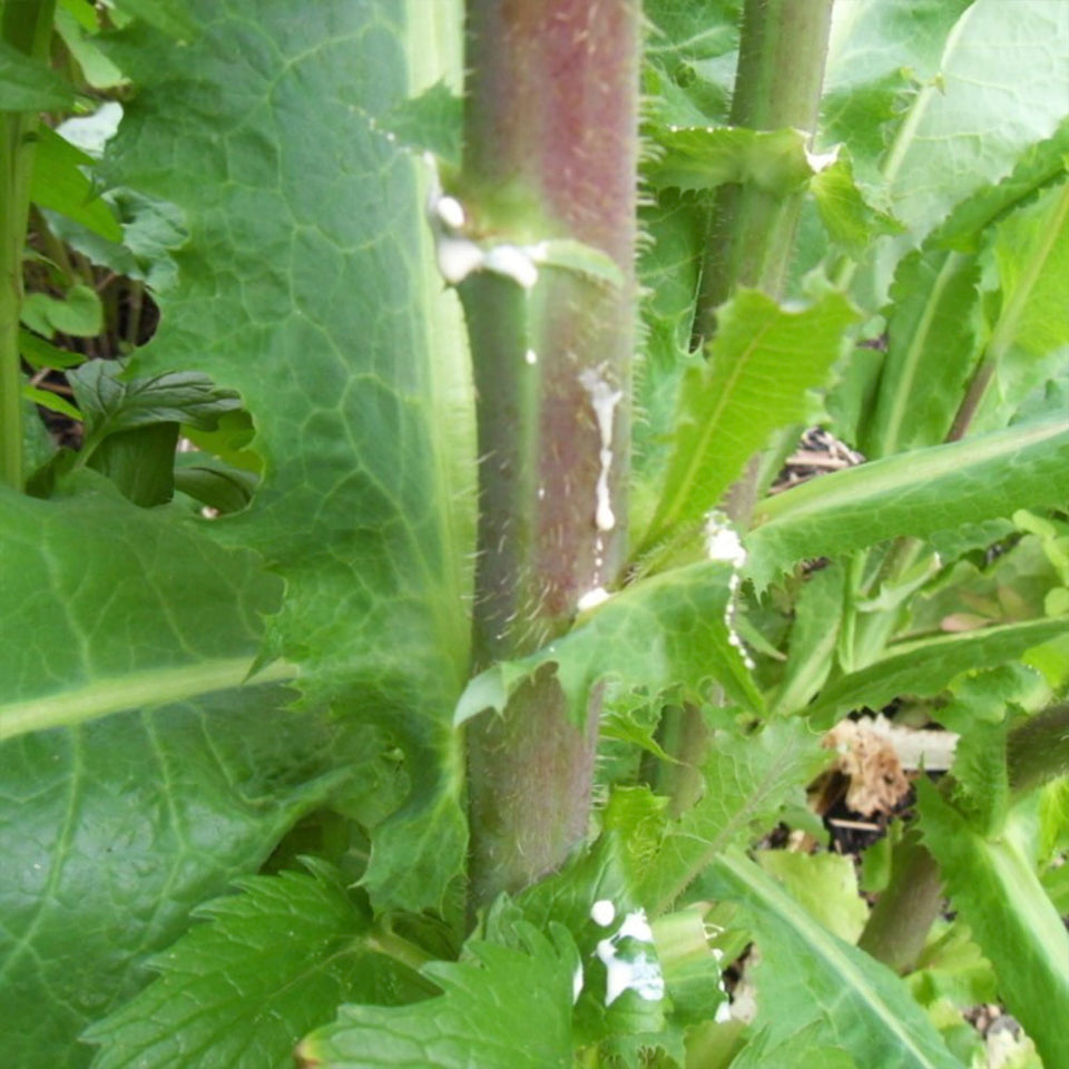 Palm Beach Medicinal Herbs Wild Lettuce seeds packet ready for heirloom gardening
