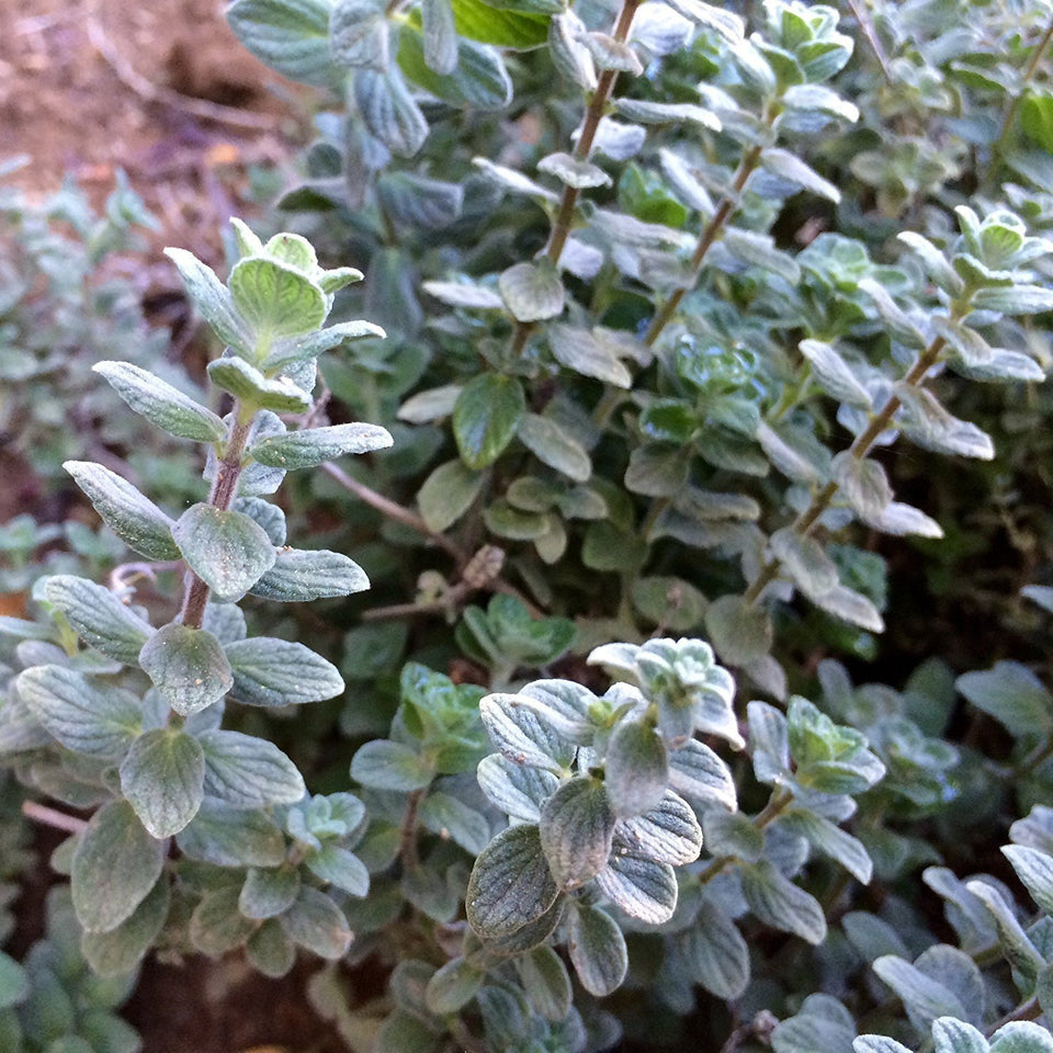 Palm Beach Medicinal Herbs Wild Zaatar Oregano seeds ready for planting in containers or garden for authentic Mediterranean flavor