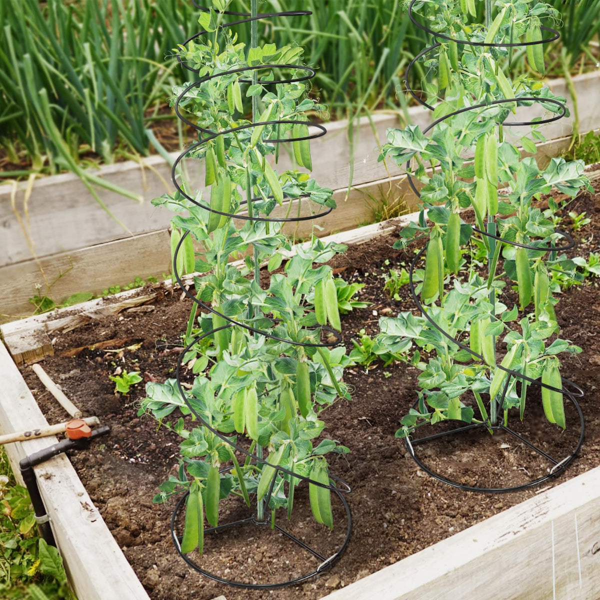 PAMASE trellis folded compactly for space-saving storage