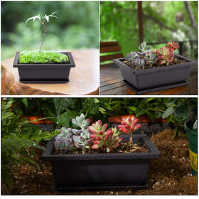 PAMASE versatile bonsai planter kit for indoor gardens.