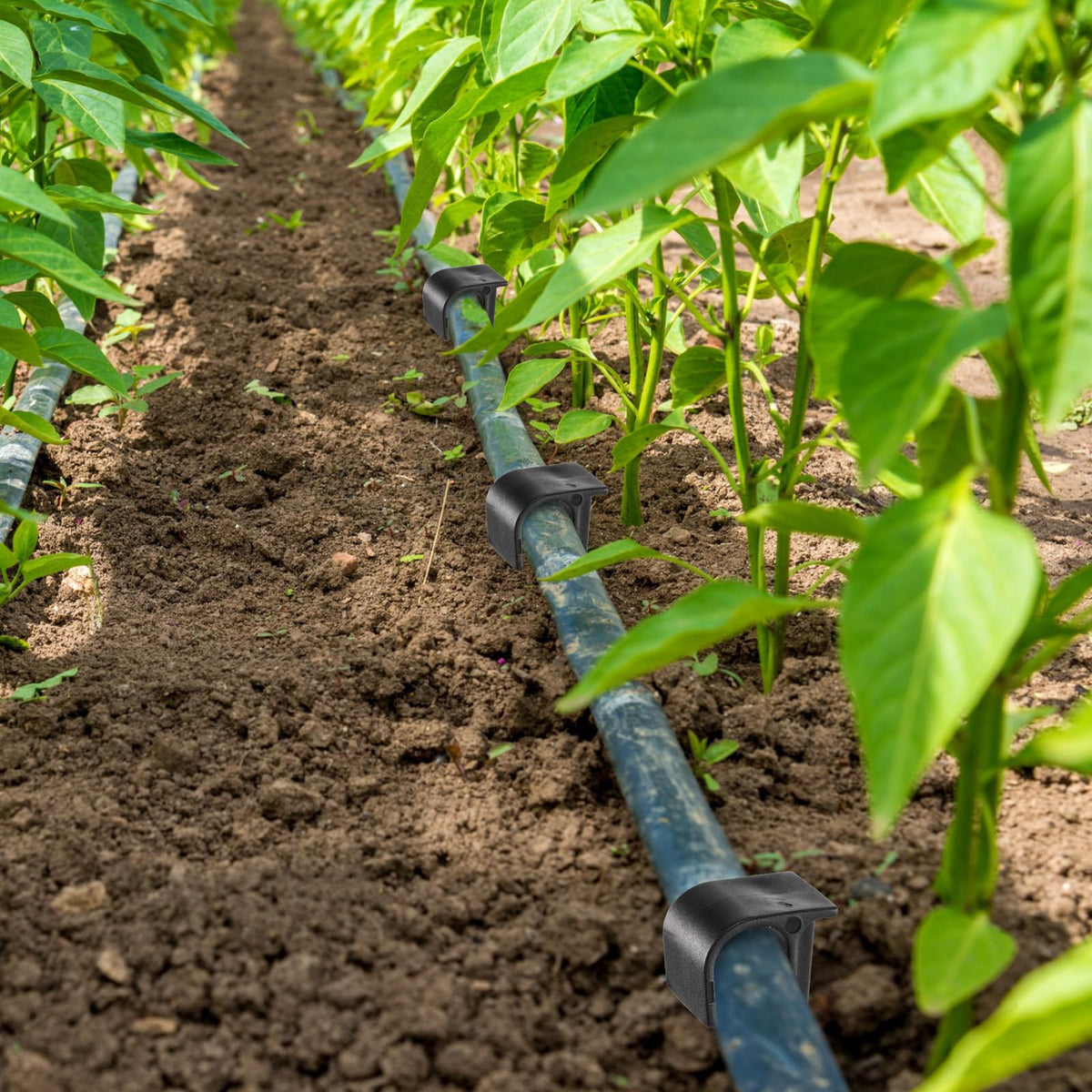 Pangda landscape irrigation stake protects tubing in gardens