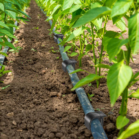 Pangda landscape irrigation stake protects tubing in gardens