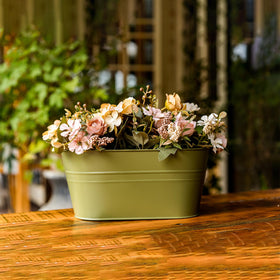 pansparade 3-pack adds color and vitality to garden or balcony