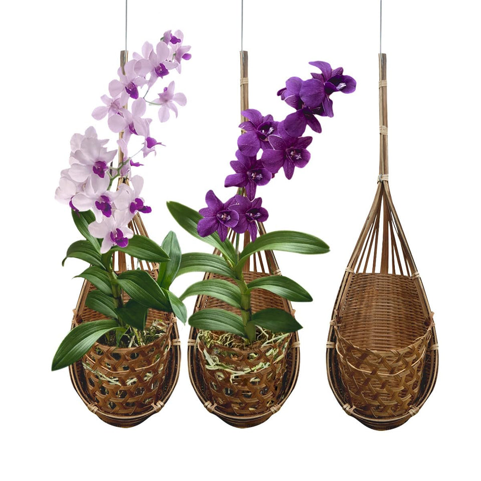 PANWA hanging orchid basket in dark Thai bamboo for elegant orchid display with drainage.