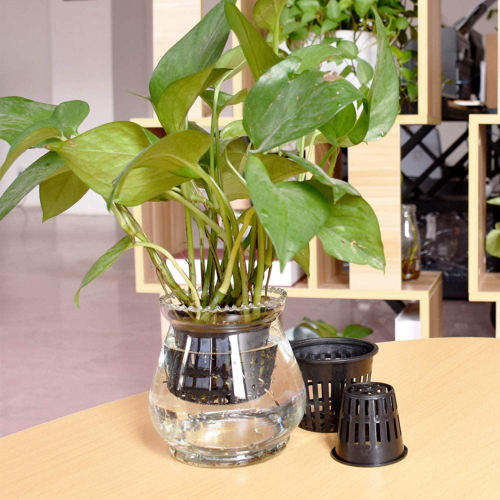 Panxxsen 50-pack hydroponic cups ideal for scalable setups.