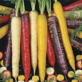 Park Seed baby-carrot varieties seed tape enables quick, miniature roots