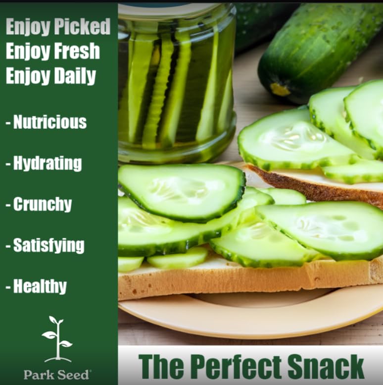 Park Seed Baby Cucumber with glossy dark green skin for fresh eating.