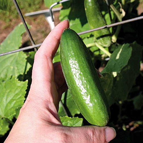 Park Seed Baby Cucumber harvested early for crisp, tender bites in salads.